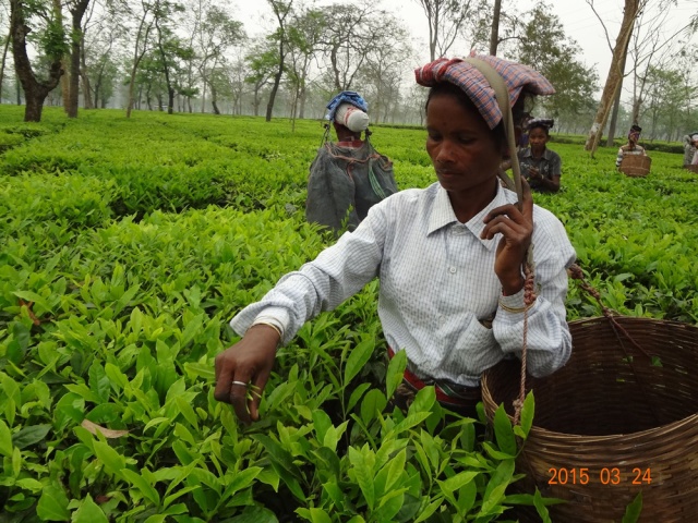 Women picking tea in Assam