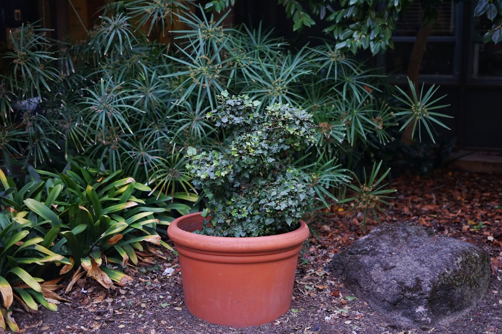 A small plant or shrub shaped in the form of a bear.