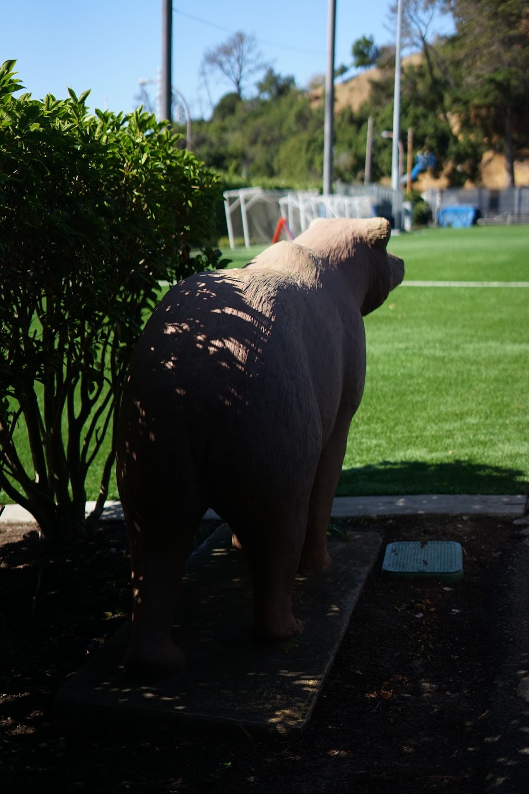 A bear statue surrounded by parking railings and bushes. 