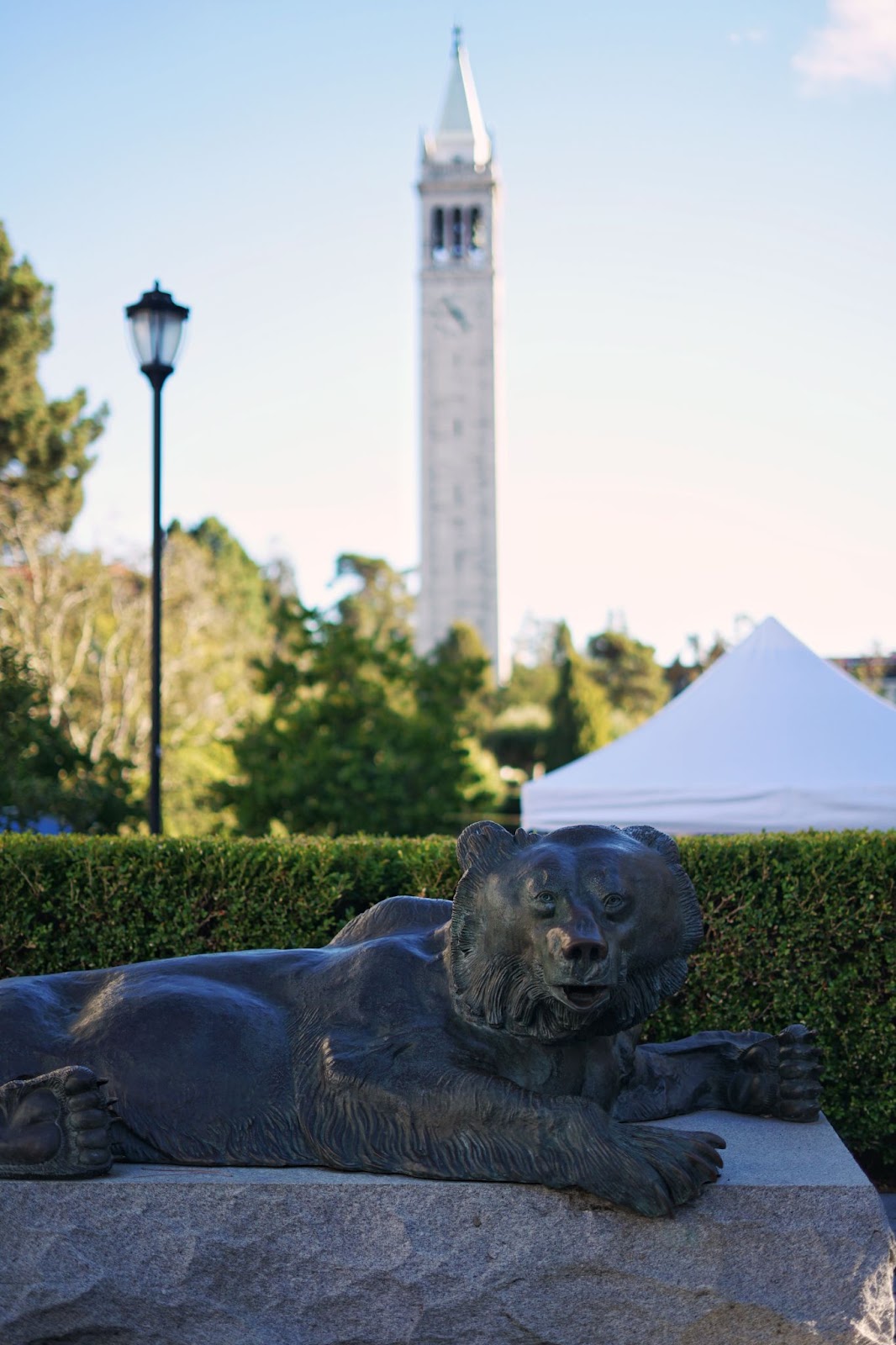 A bear statue, lying prone with the Sather Tower in the background.