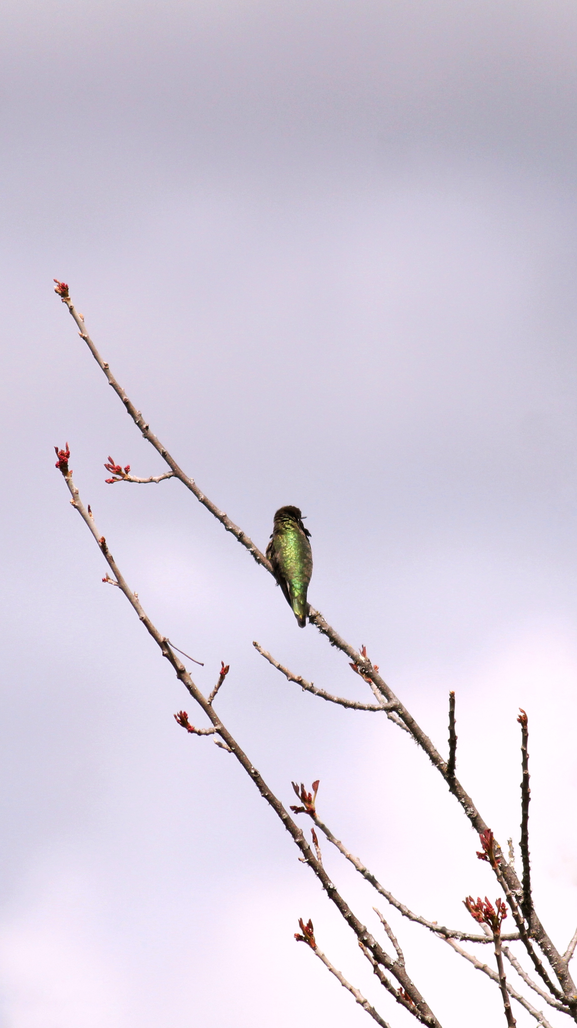 A green bird on a branch.