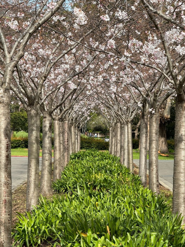 A linear view of the cherry blossoms on the far end of campus.