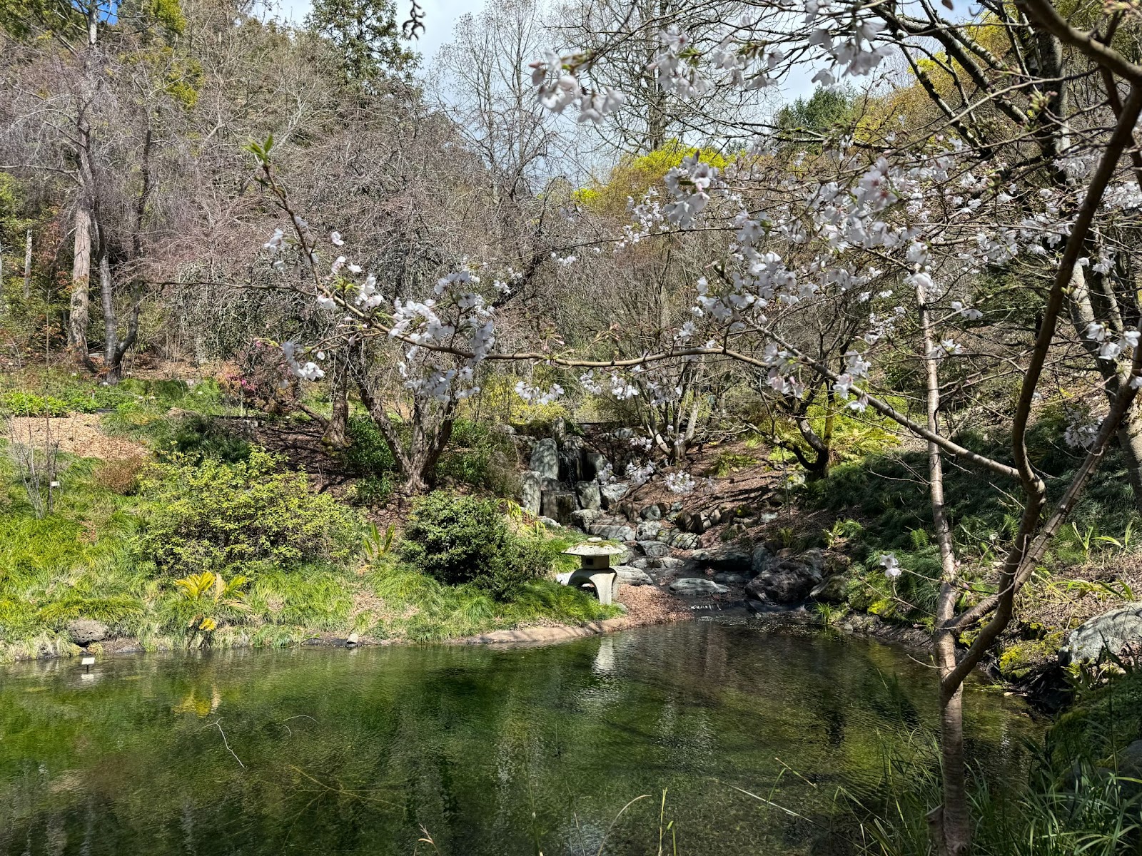 A pond with a cherry blossom tree.